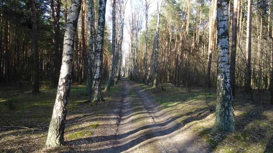 Aleja brzozowa. W lato będzie tu o wiele ładniej