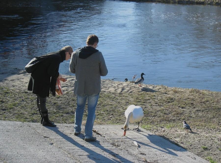 Indywidualne karmienie nad Jeziorką