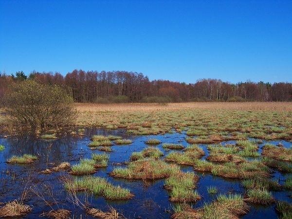 Łąki między Granicą a Kampinosem