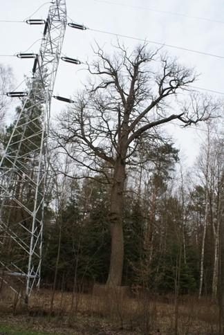 2 stare drzewo obok DW 713