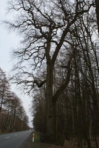 3 stare drzewo obok DW 713