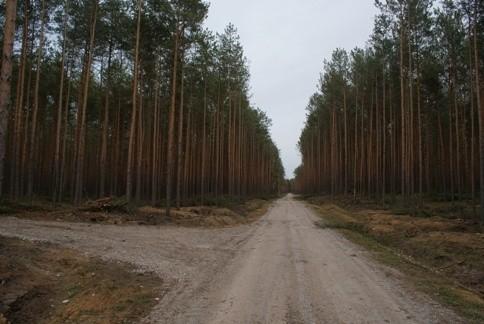 śródleśną autostradą