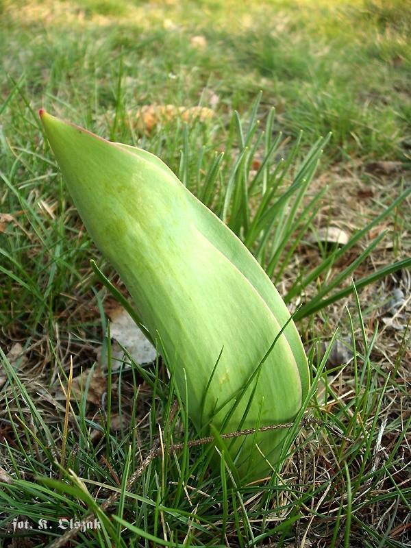 Pierwszy tulipan