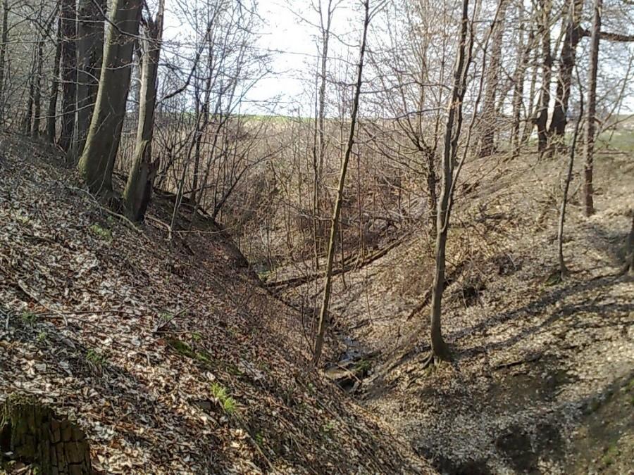 Przez las też na razie nie ma przejścia. Głeboki wąwóz a w dole strumyk. A że jestem uparty i się nie wrócę, maszeruję wzdłuż tego wąwozu.