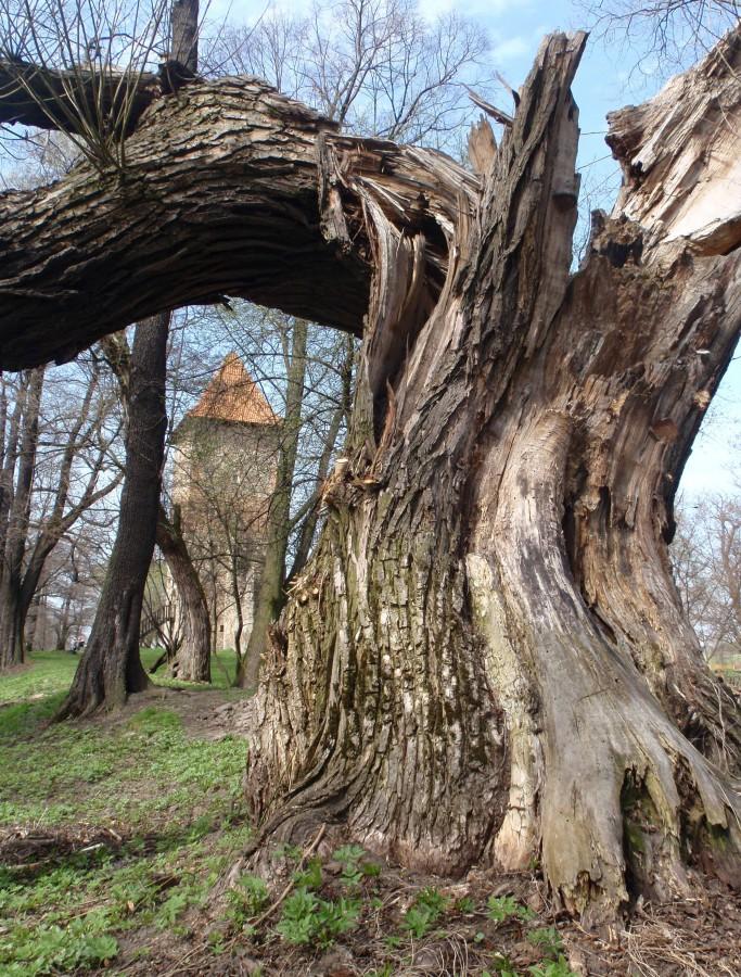 Chudów, park