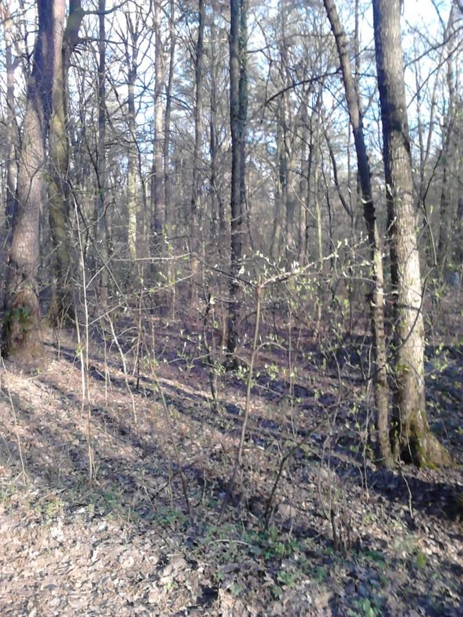 Pierwsze rozwijające się listki