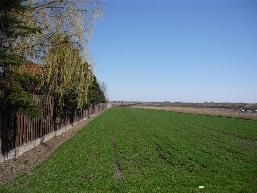 Zielone pola uprawne w Janczewicach k/Warszawy