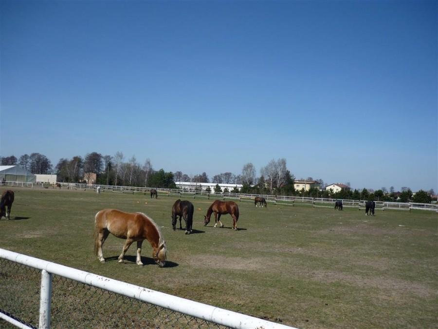 Stadnina w Podolszynie