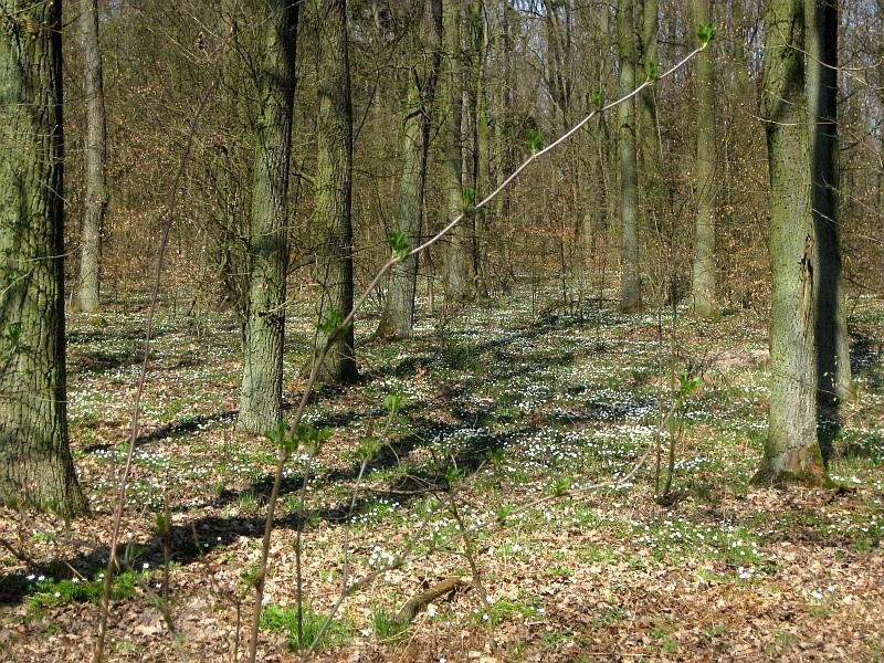 ukwiecone runo w Parku Krajobrazowym Promno
