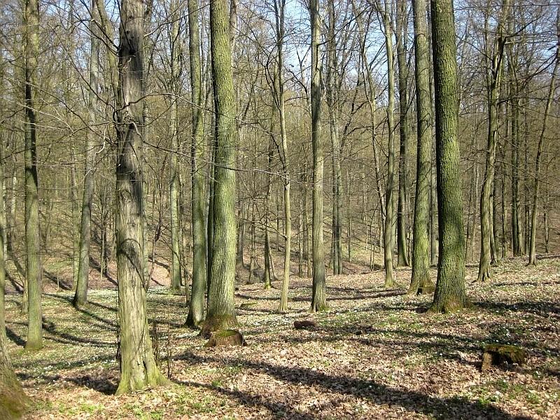 Pofałdowany teren w Parku Krajobrazowym Promno