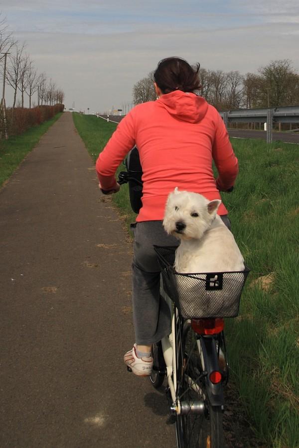 Droga rowerowa w pobliżu Tantow