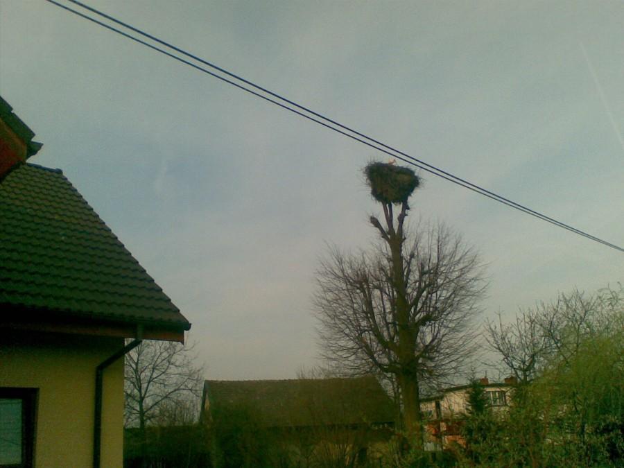 Boćki przyleciały :p