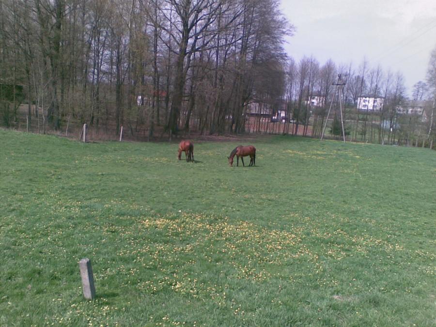 Pasą się konie ... na łące