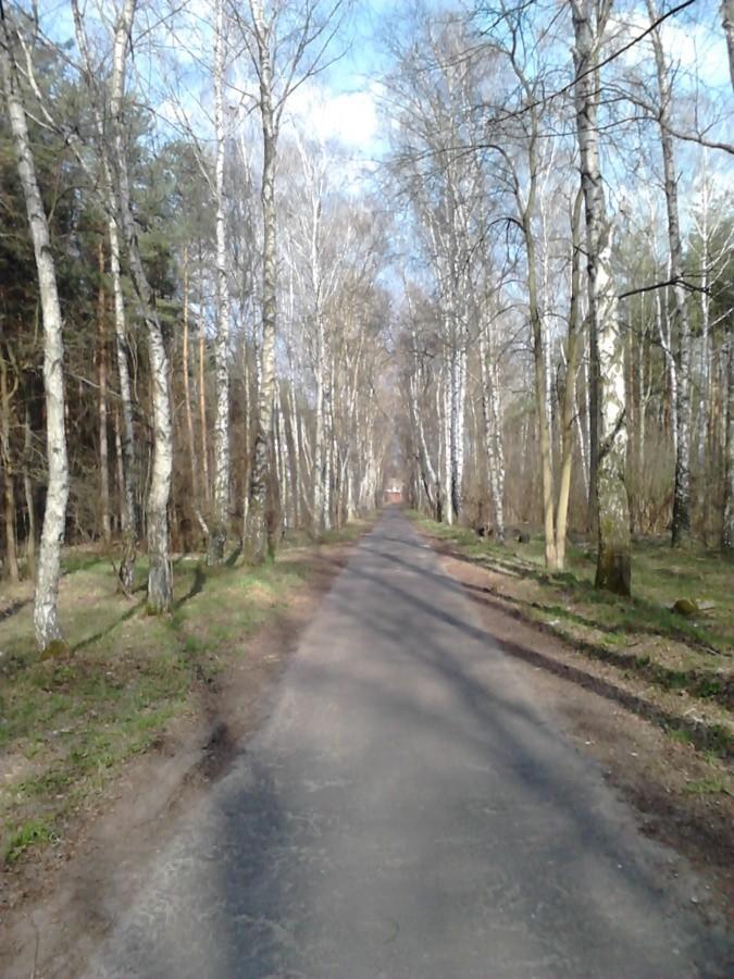 Droga dojazdowa w brzozowym lesie