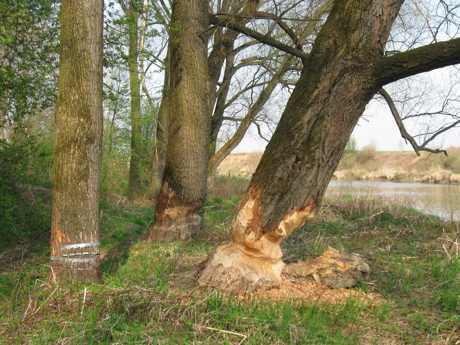 Bobry mają się dobrze.