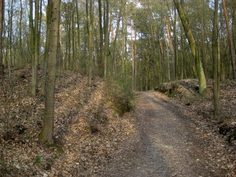 Park Krajobrazowy Promno - leśna droga