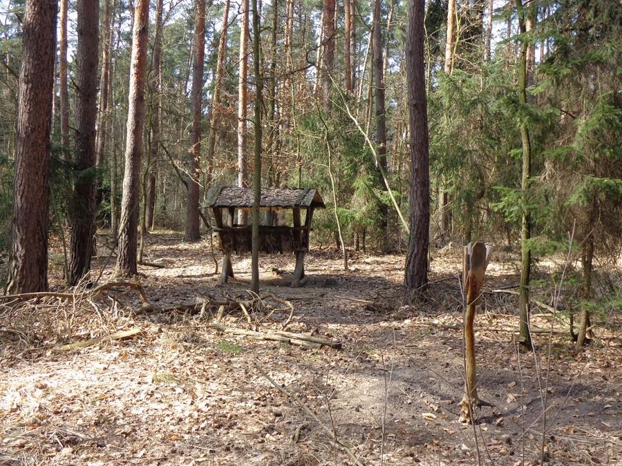 paśnik w lesie mokrzańskim