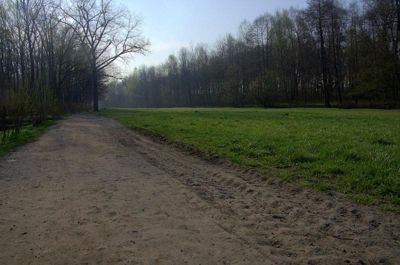 ścieżka w parku o poranku