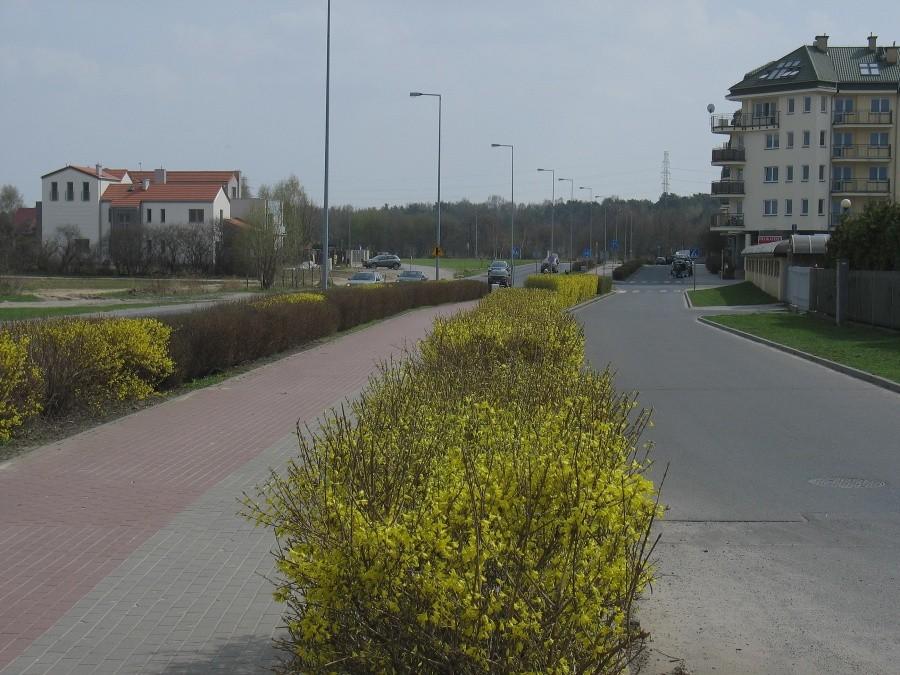 Forsycje na ul. Relaksowej
