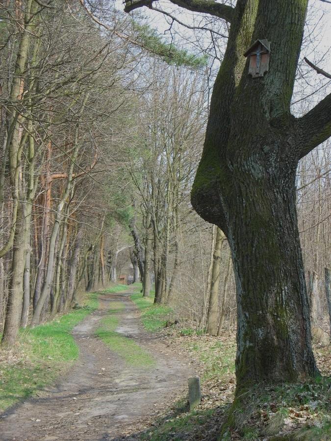 Droga do Starej Leśniczówki