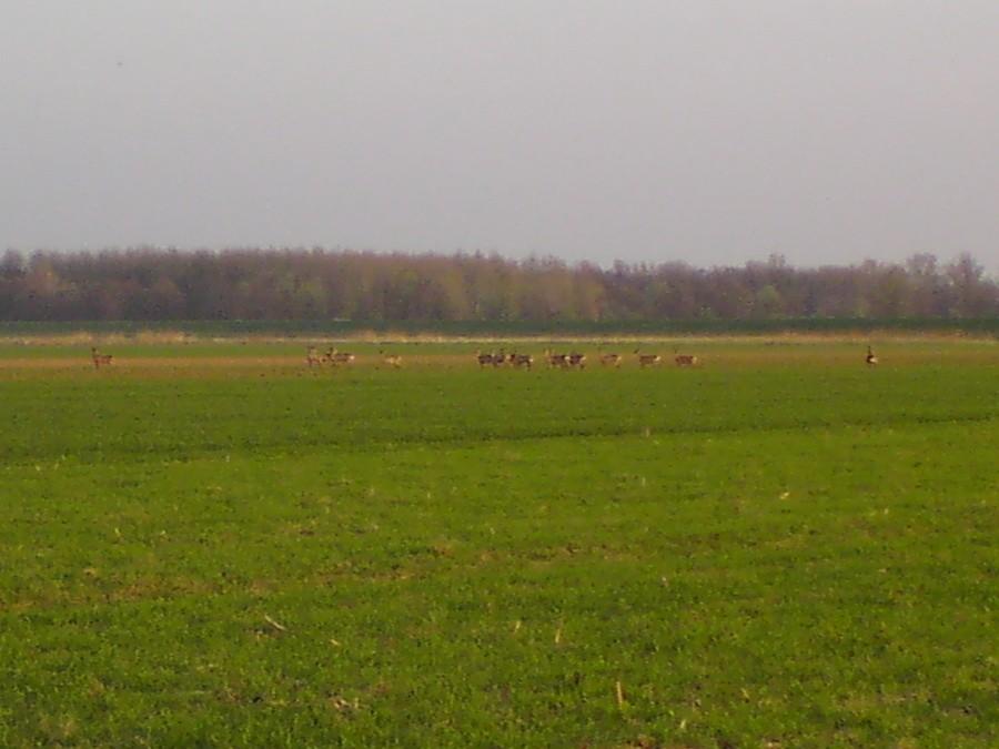 Na polniakach