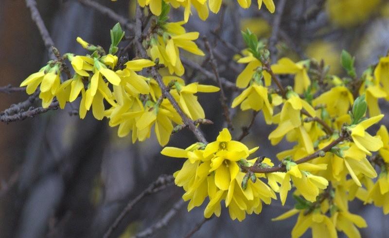 Forsycje :)