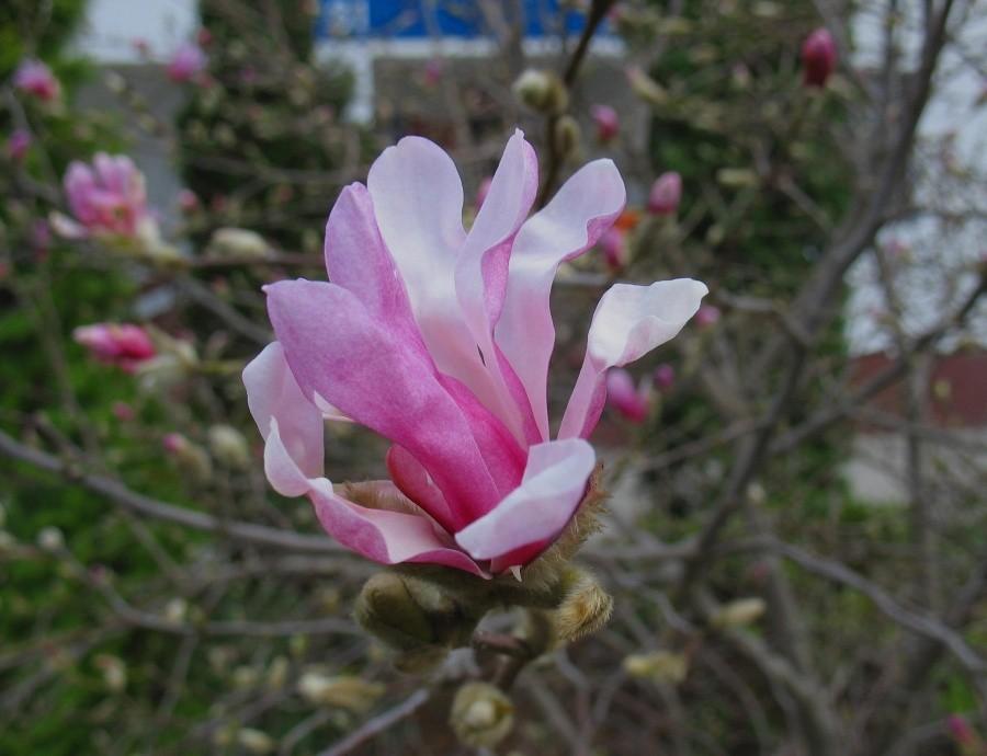 Magnolie na Ursynowie już kwitną