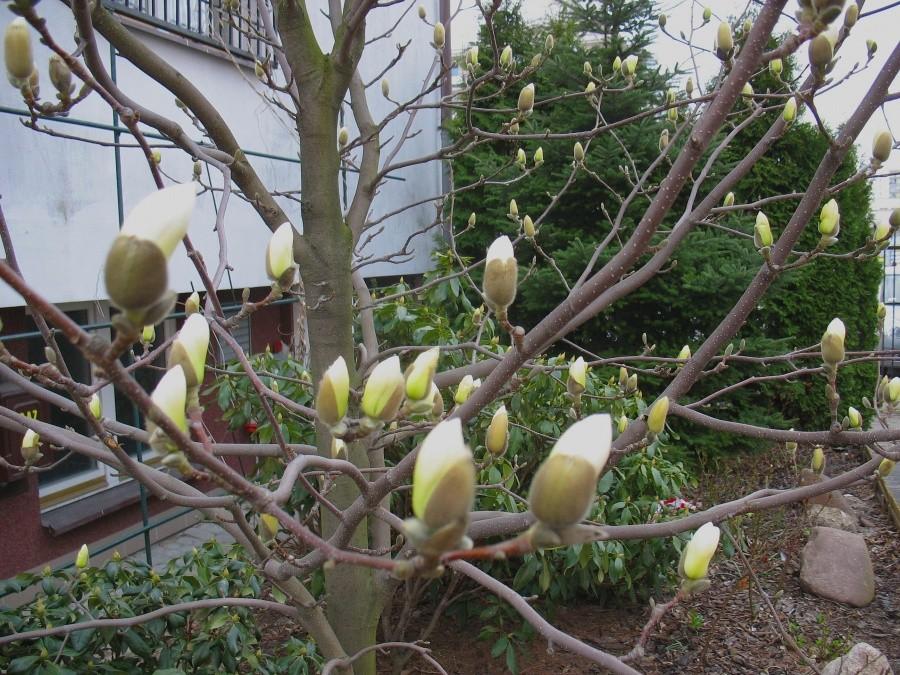 Pąki magnolii