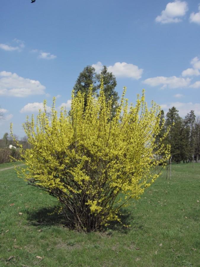 Wiosennie