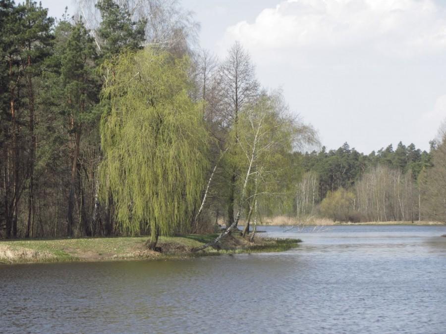 Drzewa się budzą do życia
