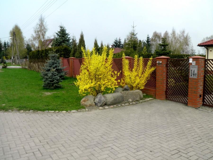 Forsycje sprzed domu w Warzymicach - 26 kwietnia 13 r.