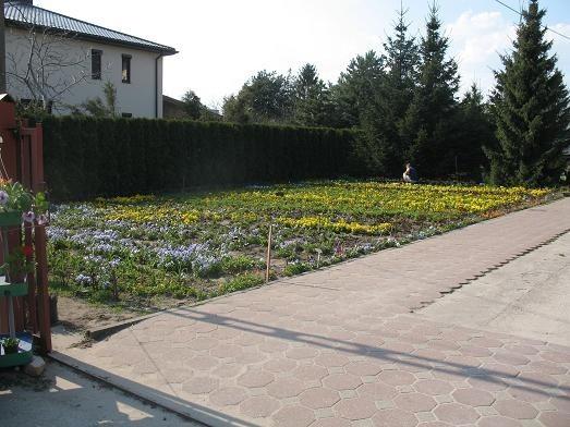 Bratki w róznych kolorac po zecie od sztuki
