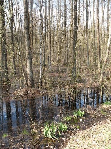 Tu widać jedną z ról lasu- retencję wody. Z łąk już zeszła, w lesie ciągle trwa tworząc błoto i bagno