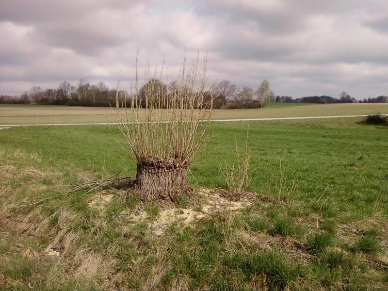 Odrastająca topola