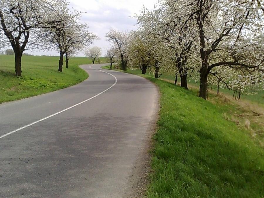 Podjazd do Darkovic. Czereśnie ładnie kwitną.