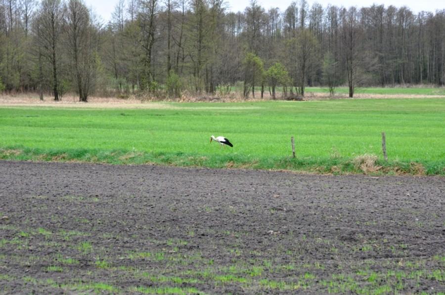 Bocian na łąkach w Folsztynie