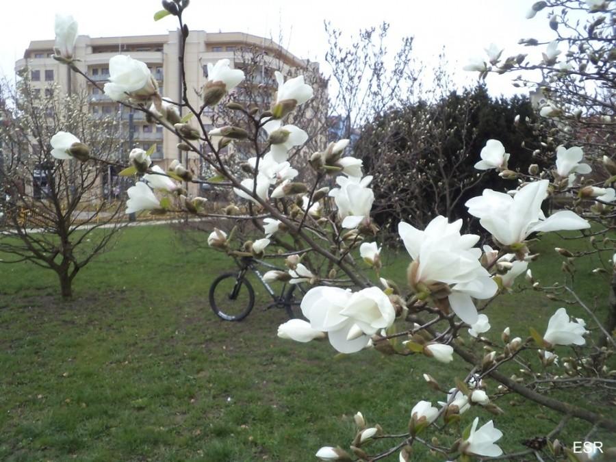Niech no tylko zakwitnie magnolia, i zakwitła.