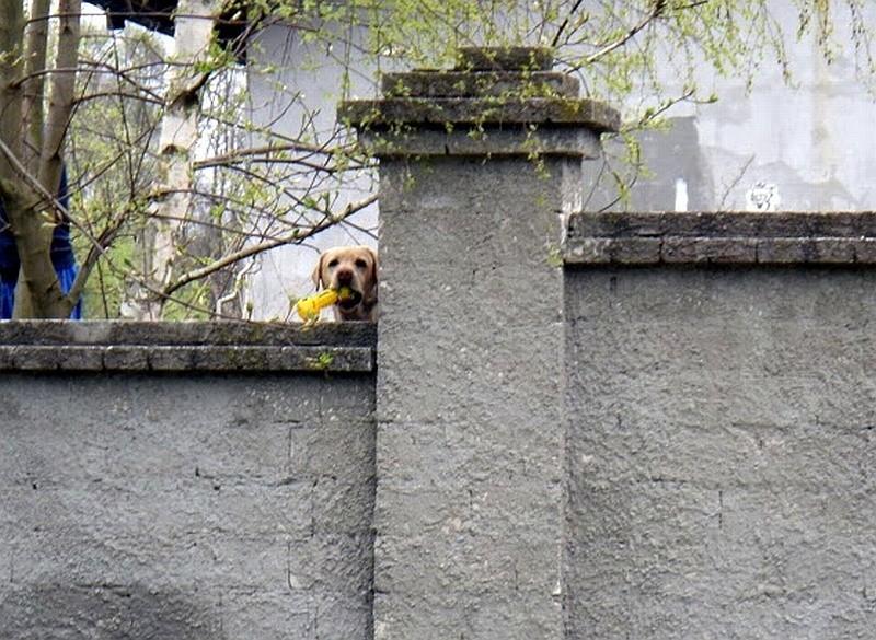 się labrador patrzy
