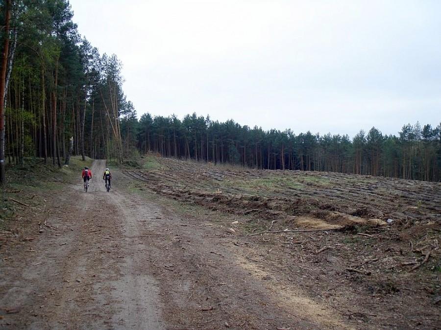 Puszcza Zielonka - cudowne, leśne drogi