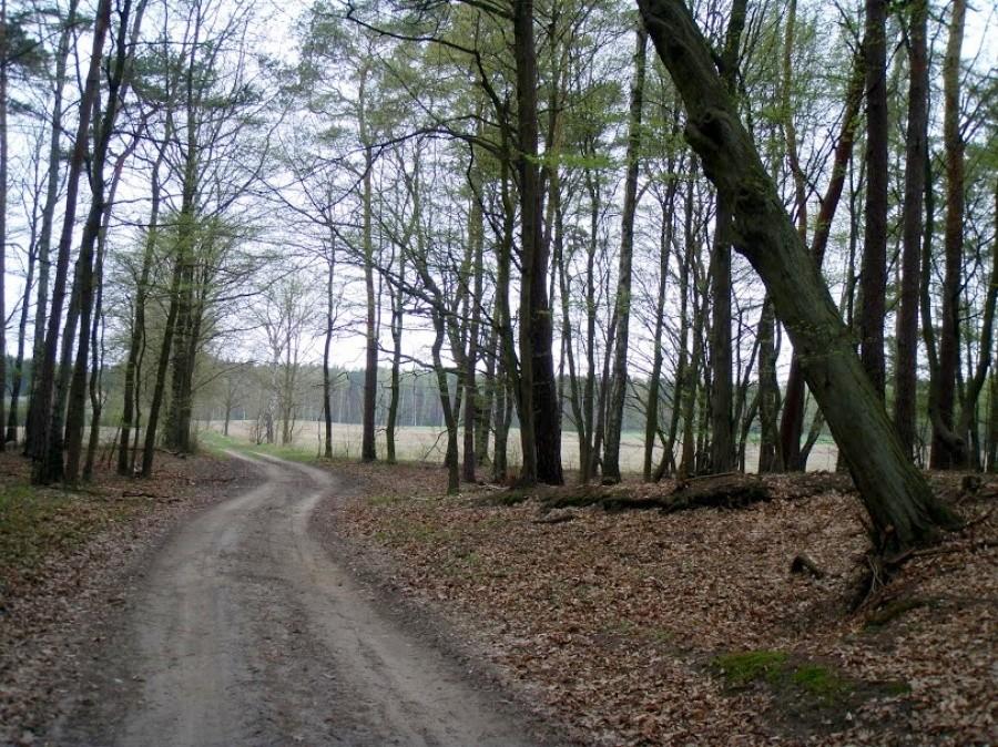 wyjeżdżamy z lasu, ale tylko na chwilę