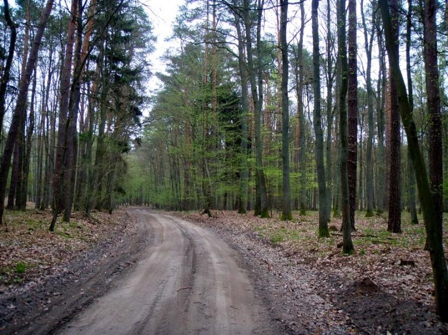 Puszcza Zielonka - leśne ostępy