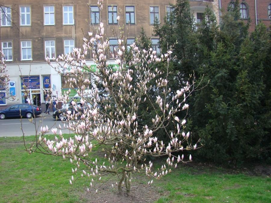 Szczecinska masa kwietniowa - pogodna. 004