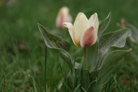 tulipany w parku
