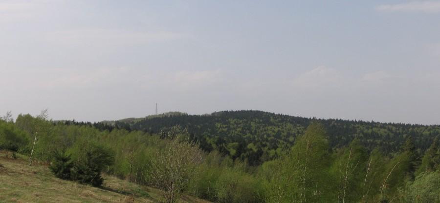 Wilcze "od tyłu"