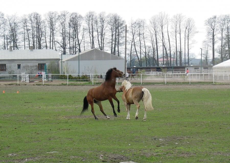 Końskie zaloty w Podolszynie – blondi się odgryza