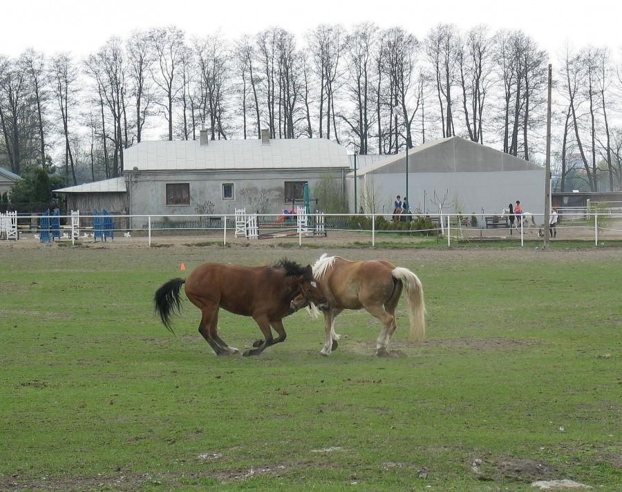 Końskie zaloty w Podolszynie – idą łeb w łeb