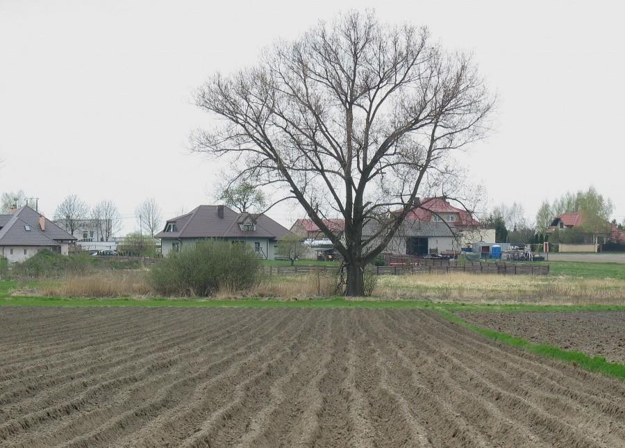 Janczewice