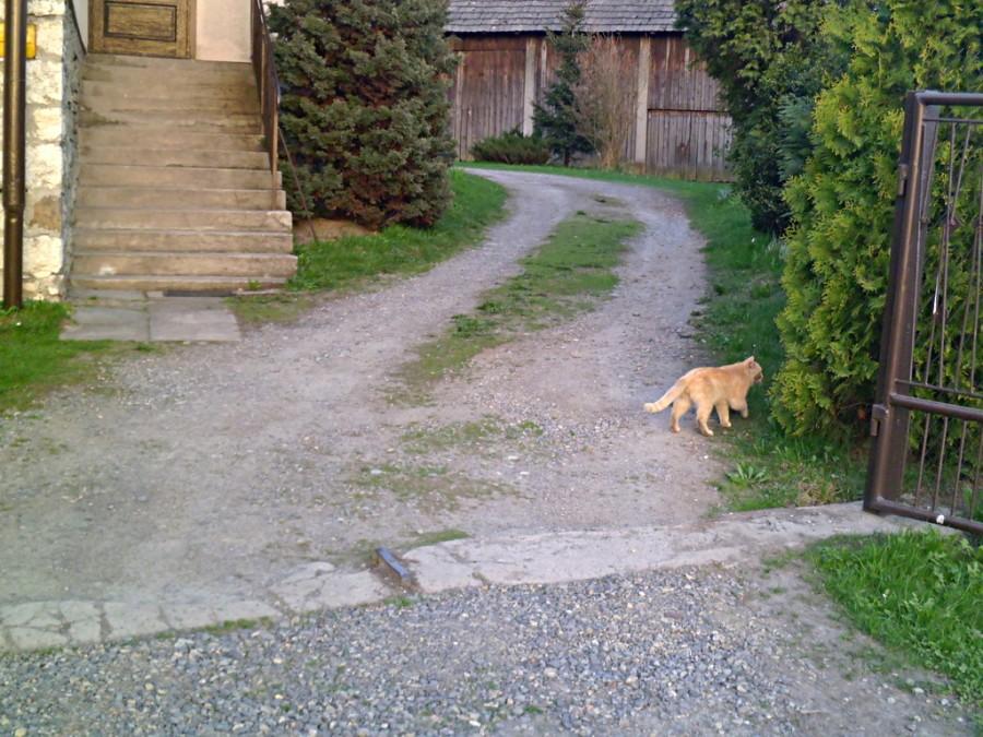 Koteczek