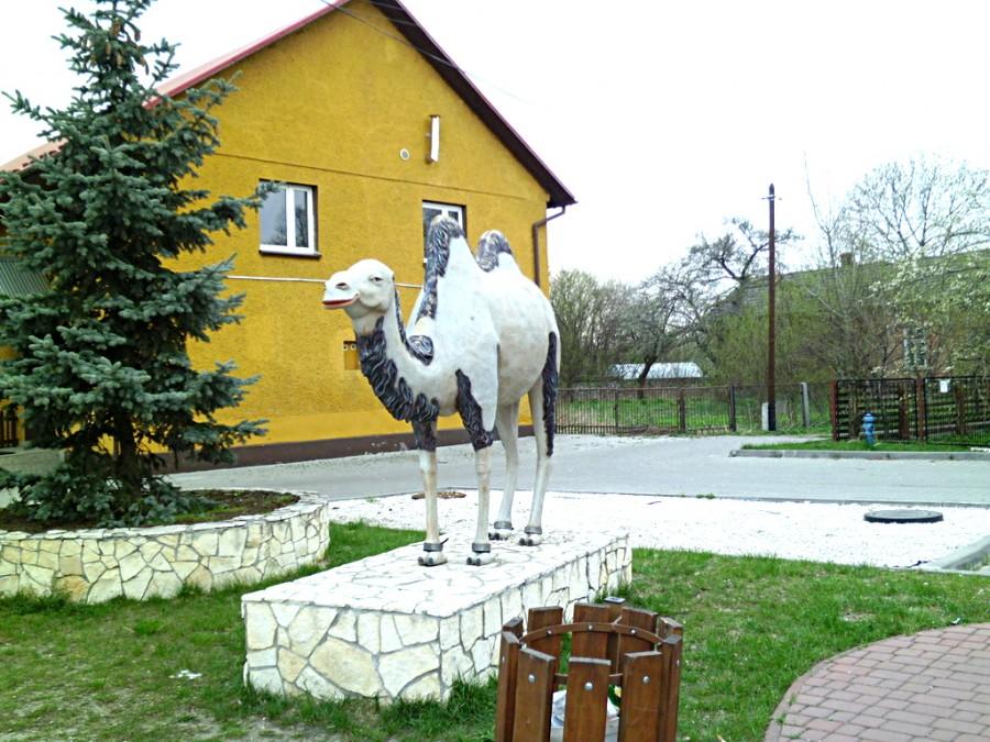 Wielbłąd w Chechle