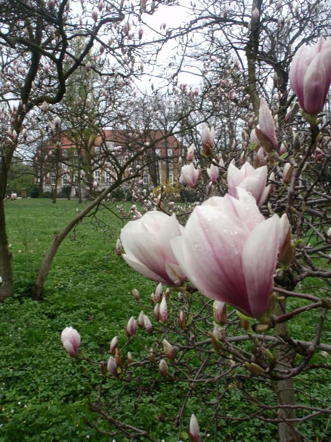 Magnolie, w głębi pałac w Kochcicach